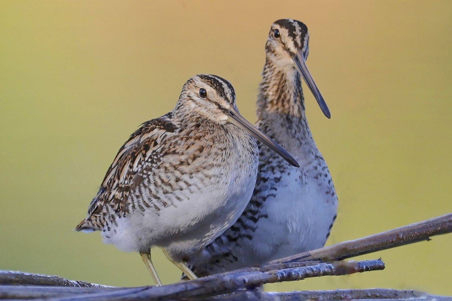 Common snipe. Автор: David Manusevich , David Manusevich