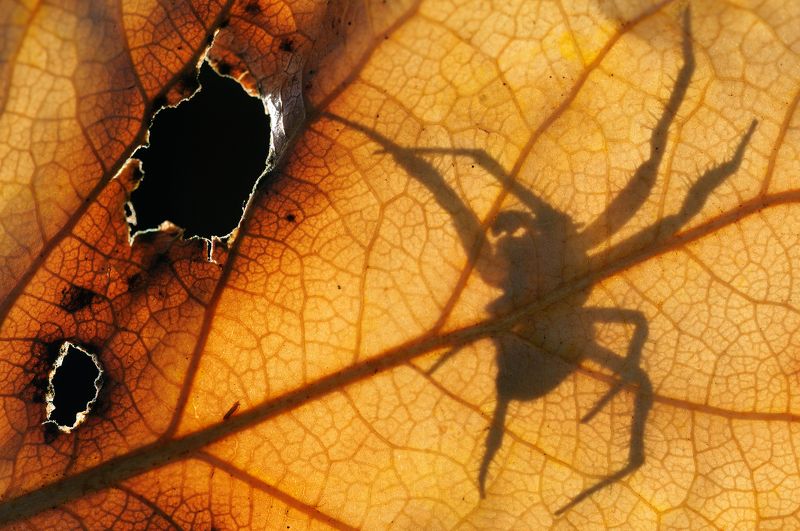 Танец шамана.photo preview