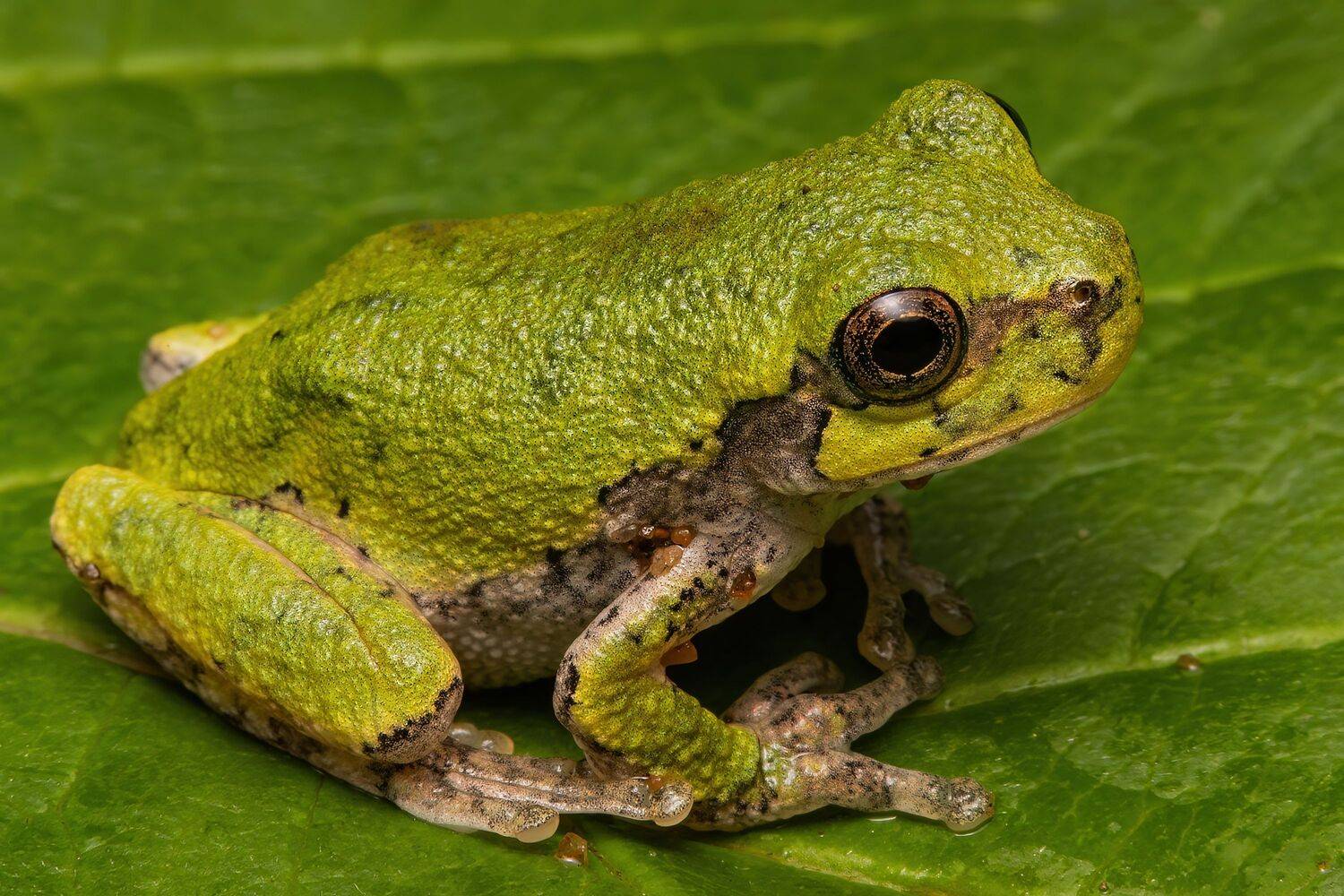 animal, frog, nature, night, batracien, amphibia,, Stephane