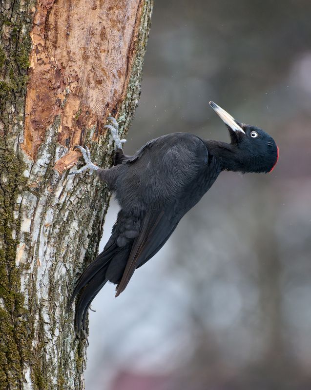 #bird #wildlife #nature #birdphotography Желнаphoto preview