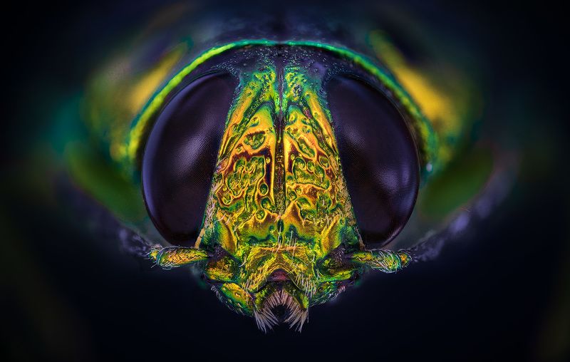 madecassia, rothschildi Madecassia rothschildiphoto preview