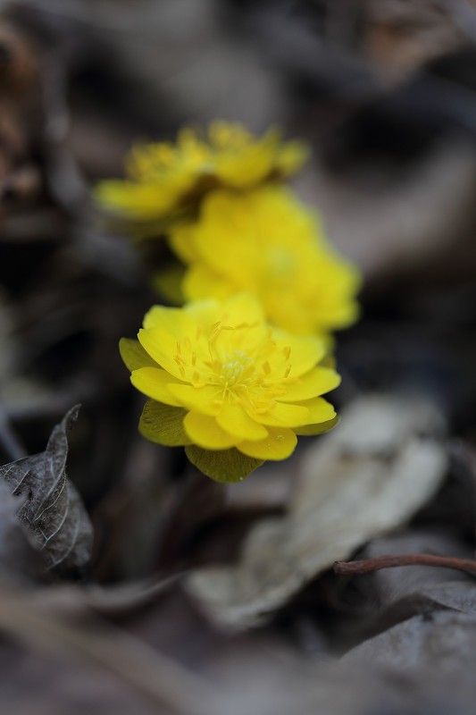 адонис, амурский, adonis, amurensis, март, остров, русский, владивосток Весенний букетик фото превью