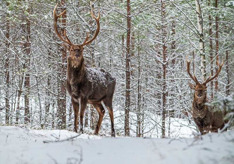 пятнистый олень, беларусь, красный бор Пятнистые олениphoto preview