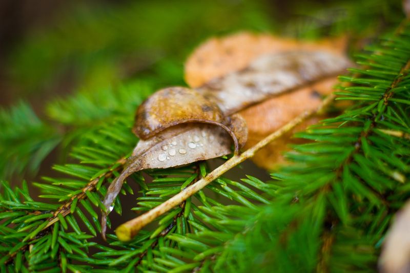 macro, nature, forest, rain photo preview