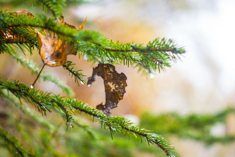 macro, nature, forest, rain, fir photo preview