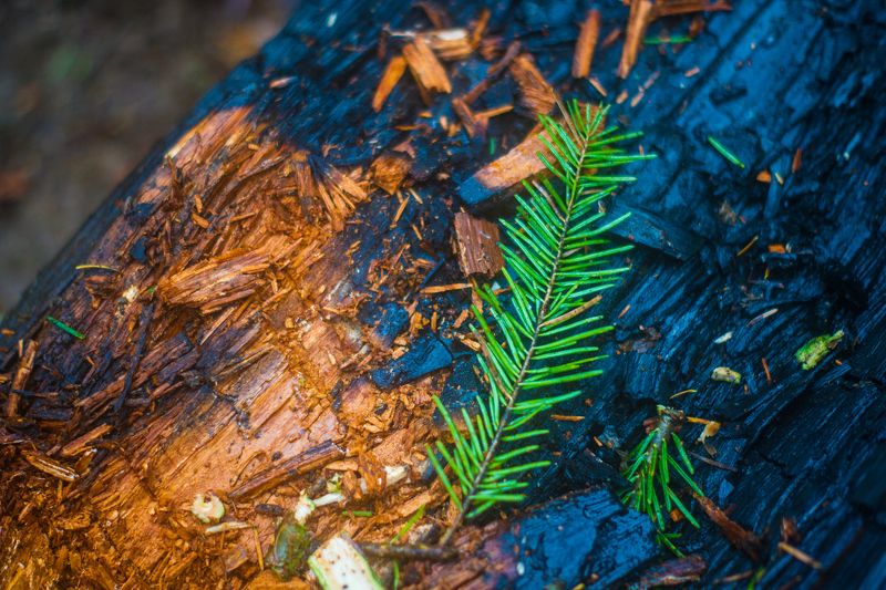 macro, nature, forest, rain, fir, tree, wood photo preview