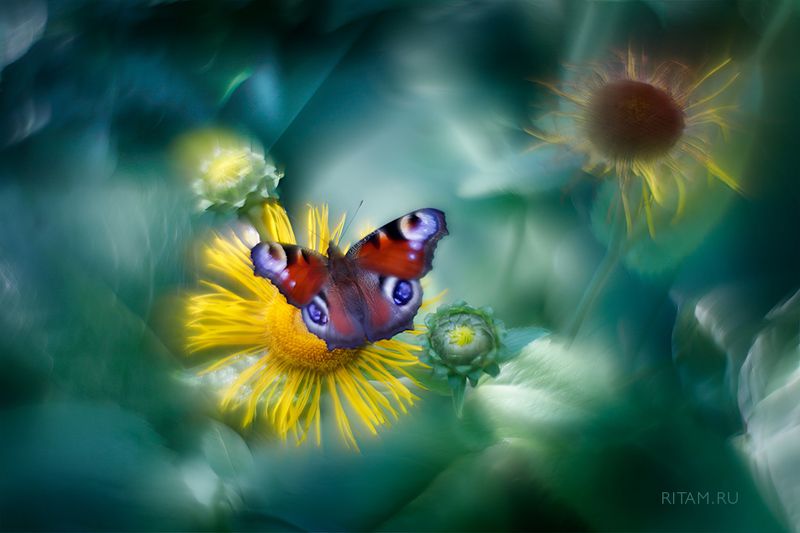 бабочка, бабочки, павлиний глаз, макро, макроарт, артмакро, арт, ритам, мельгунов, butterfly, art, macroart, helios, гелиос, лето, summer Летний импрессионизм / Summer Impressionismphoto preview