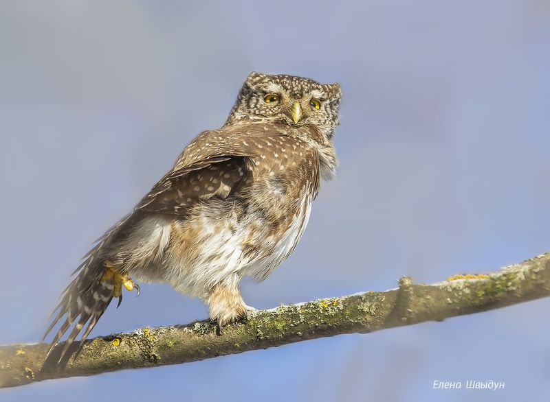 bird of prey, animal, birds, bird,  animal wildlife,  nature,  animals in the wild, eurasian pygmy owl, owl, owls, воробьиный сычик, птицы, птица Eurasian pygmy owlphoto preview