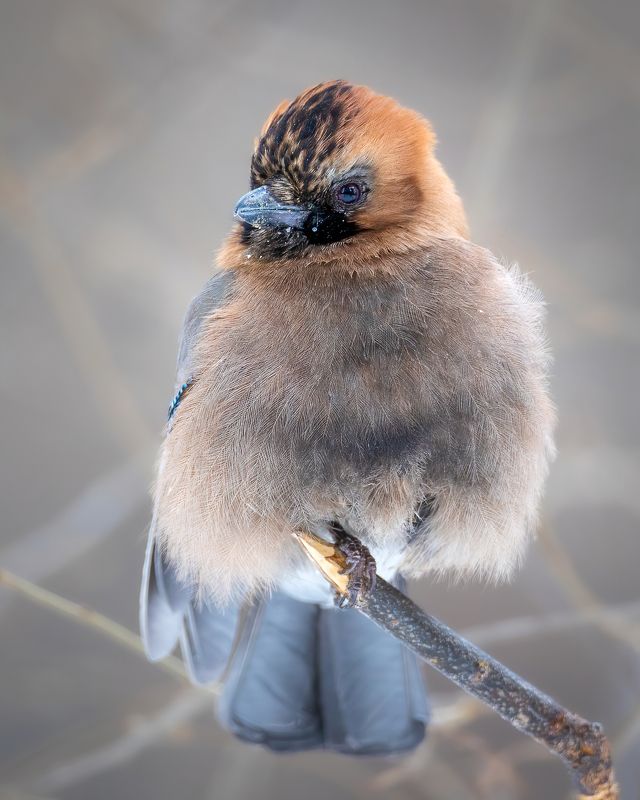 Сойкаphoto preview