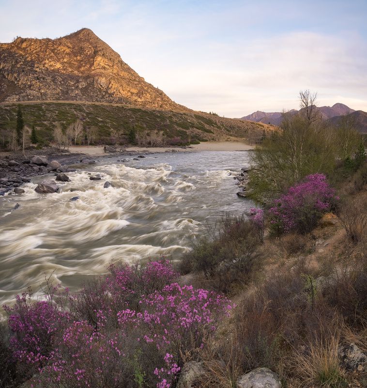 ...Весенние вечера у Катуни...photo preview