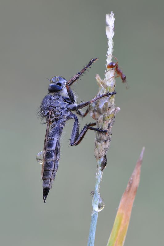 У страха глаза велики.photo preview