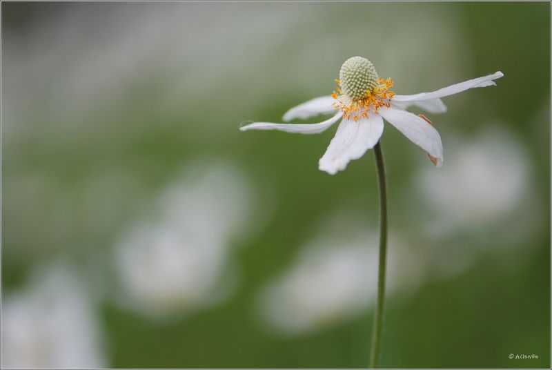 весна,цветок,ветреница Ветреница фото превью