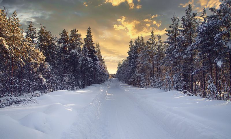 кольский, ковдор, заполярье Лесная дорога фото превью