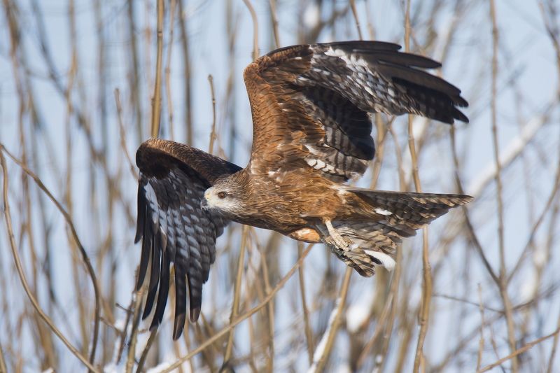 Коршун черныйphoto preview