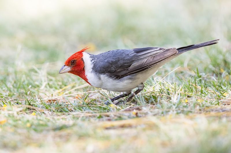 птицы, уругвай ***photo preview