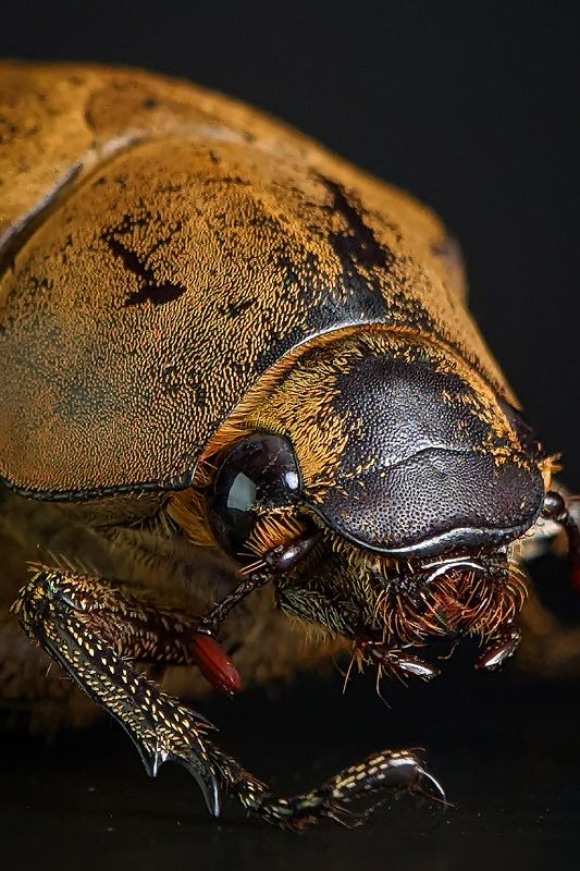 Macro photographyphoto preview