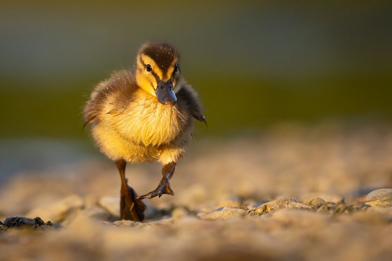 Ducklingphoto preview