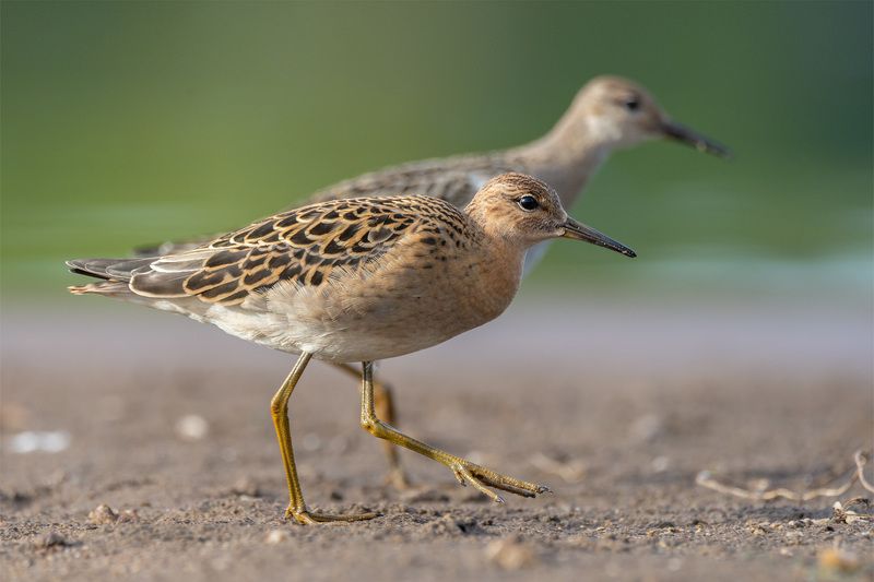 Осенние турухтаныphoto preview