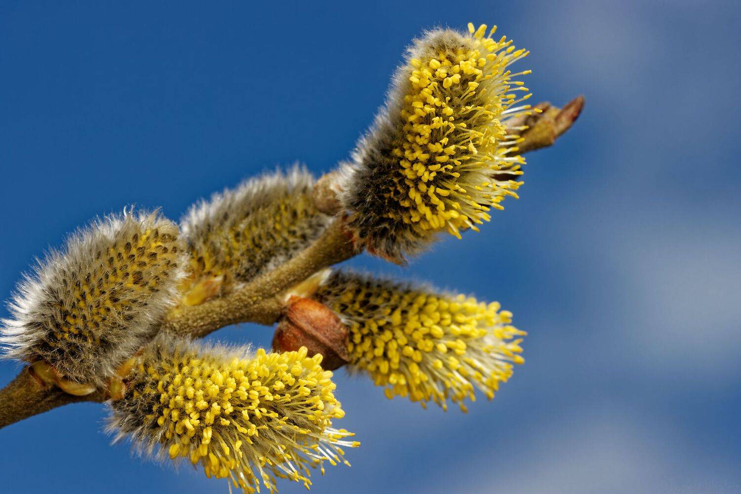 Автор: Jozef Mihalčin , Jozef Mihalčin