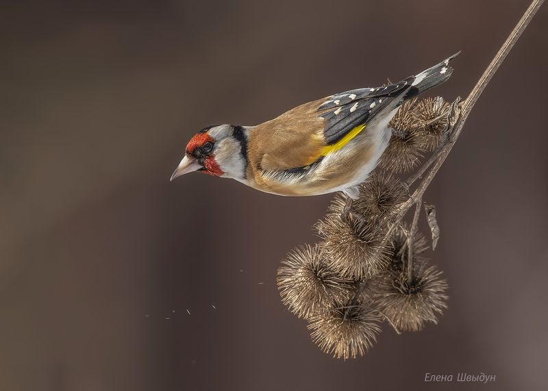 bird of prey, animal, birds, bird,  animal wildlife,  nature,  animals in the wild, птицы, птица, european goldfinch, щегол, черноголовый щегол European goldfinchphoto preview