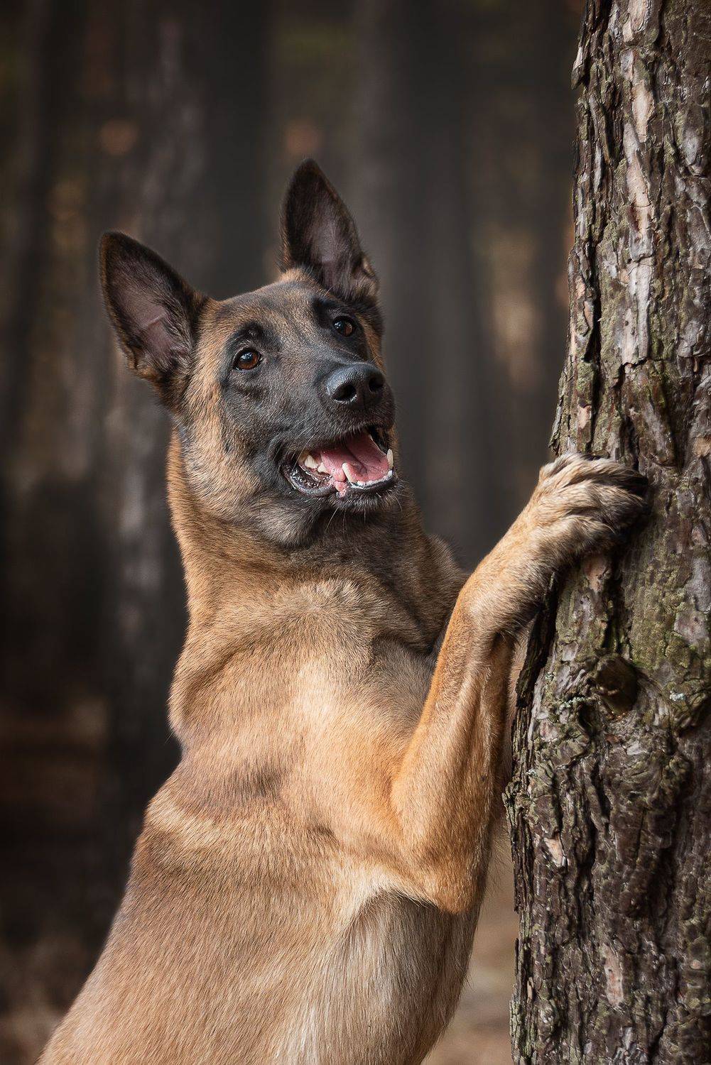 собака, животное, малинуа, овчарка, Евгений Крутиков