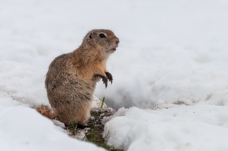 весна, сибирь, суслик, снег, грязь, холод Такая веснаphoto preview
