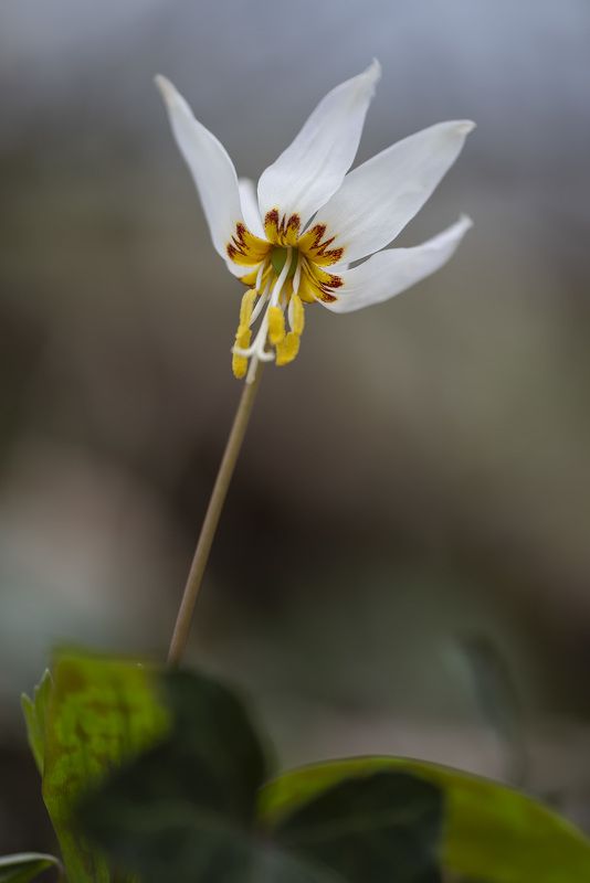 Огонёкphoto preview