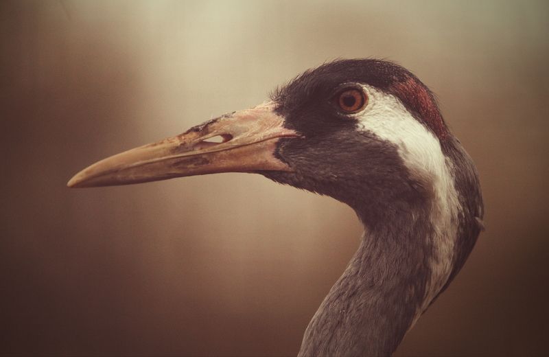 Журавль Стража фото превью