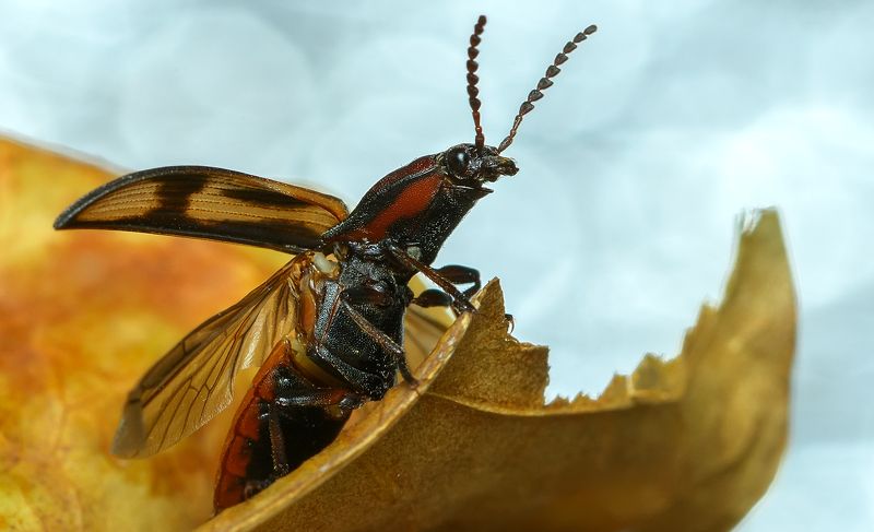 щелкун крестоносный, selatosomus cruciatus, щелкуны, elateridae, жук Нос по ветруphoto preview