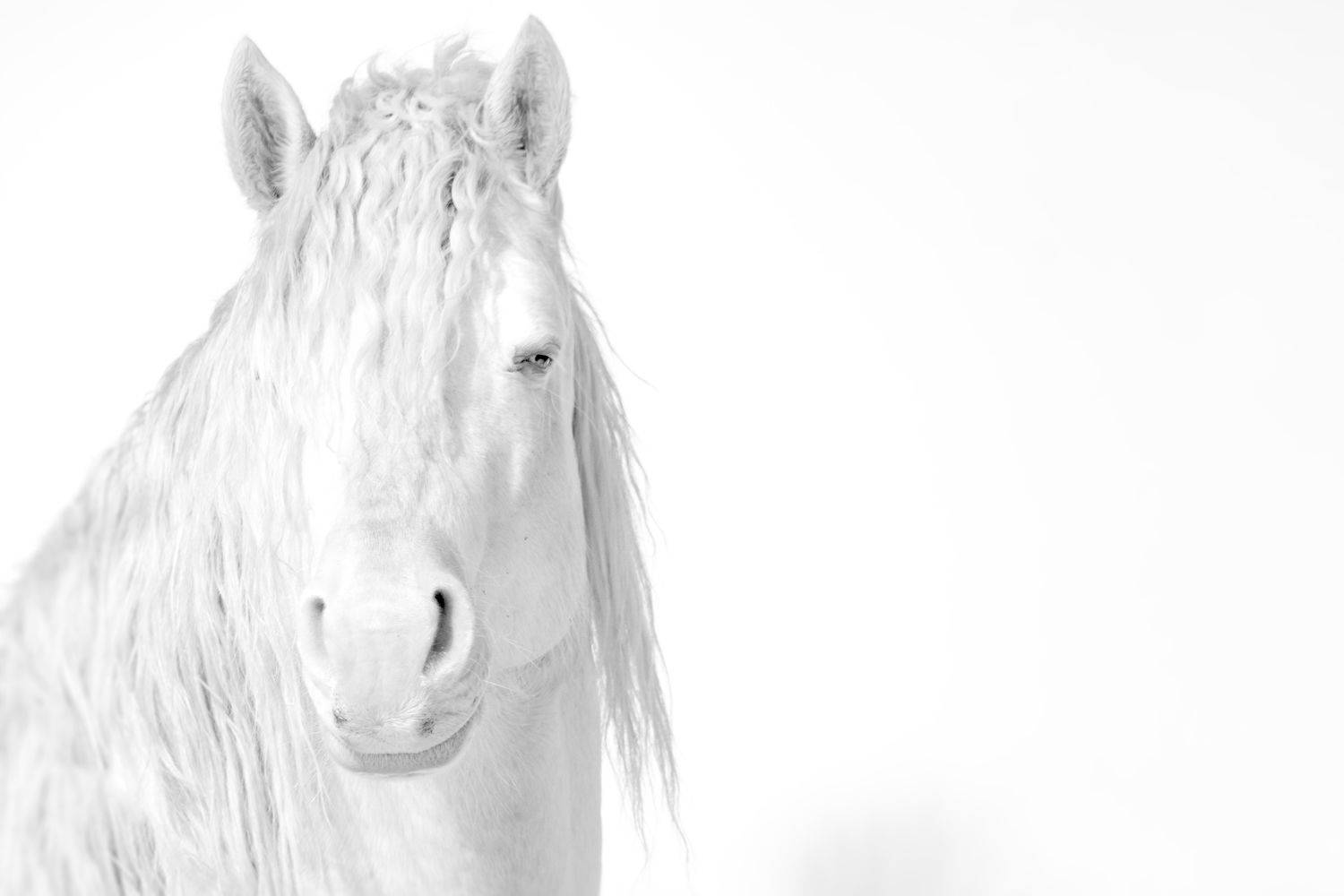 Elegance. Автор: Raghuvamsh Chavali , Raghuvamsh Chavali