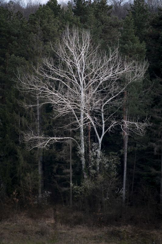 The albinophoto preview