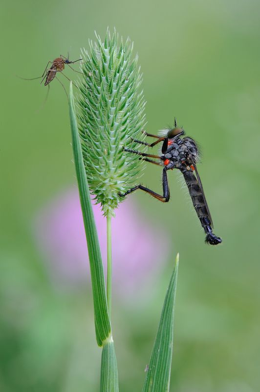 День вампира.photo preview