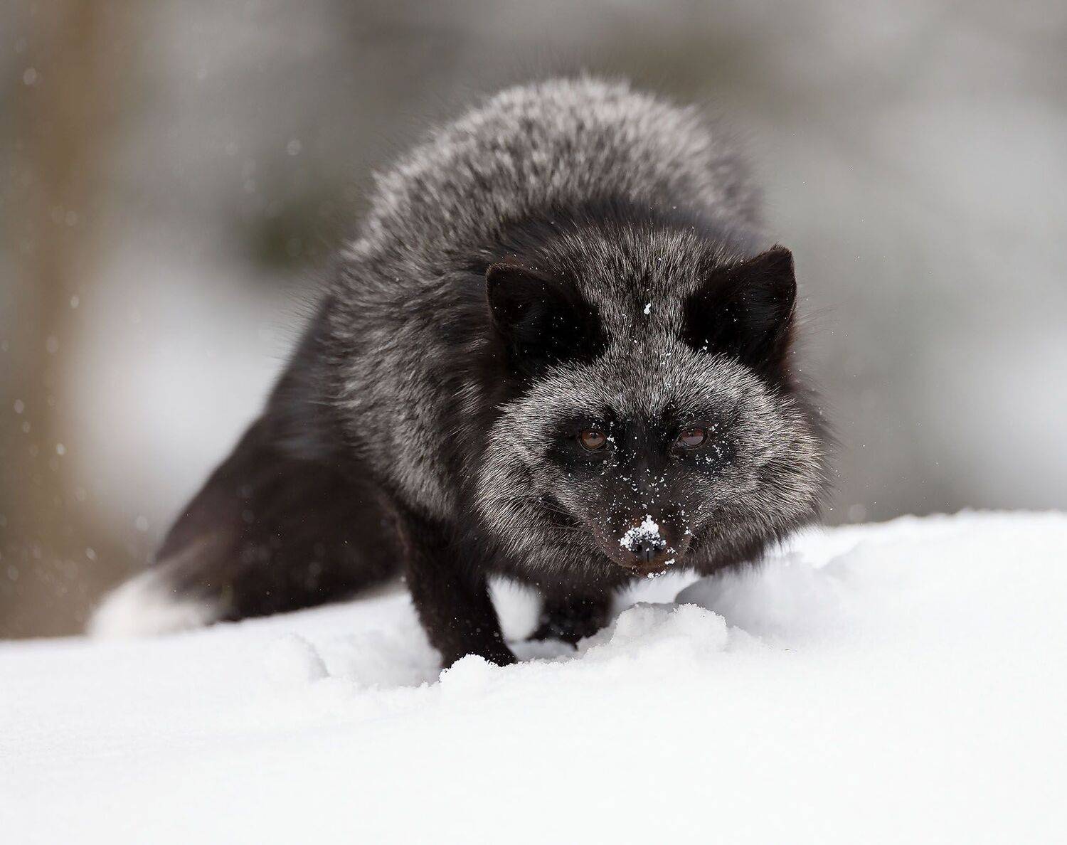 Чернобурая охотница. Автор: Стукалова Юлия лиса, чернобурая, красотка, зима, лес,fox, beautiful, winter, forest, nature, Стукалова Юлия