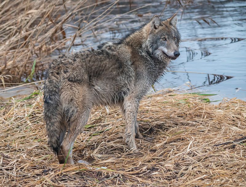 волк, беларусь, красный бор, зима Взглядphoto preview