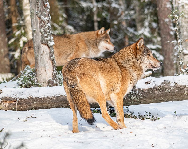 волки, беларусь, красный бор, зима В зимнем боруphoto preview