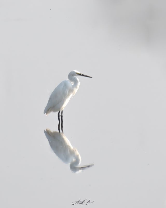 kerala wildlife hornbill india birds Reflectionphoto preview