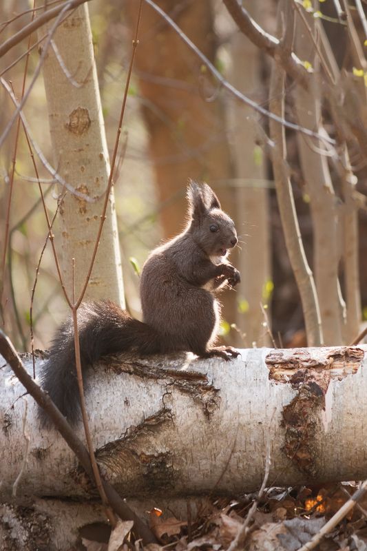 белка, squirrel, animal, mammal,  !?photo preview