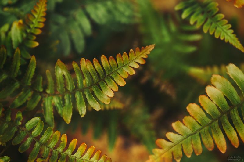 макро, природа, растения, папоротник, щитовник, macro, nature, plants, fern, Dryopteris erythrosora Щитовникphoto preview