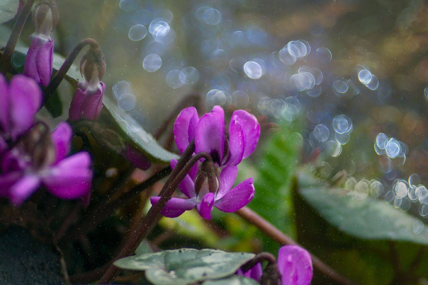 , Елена Брежицкая