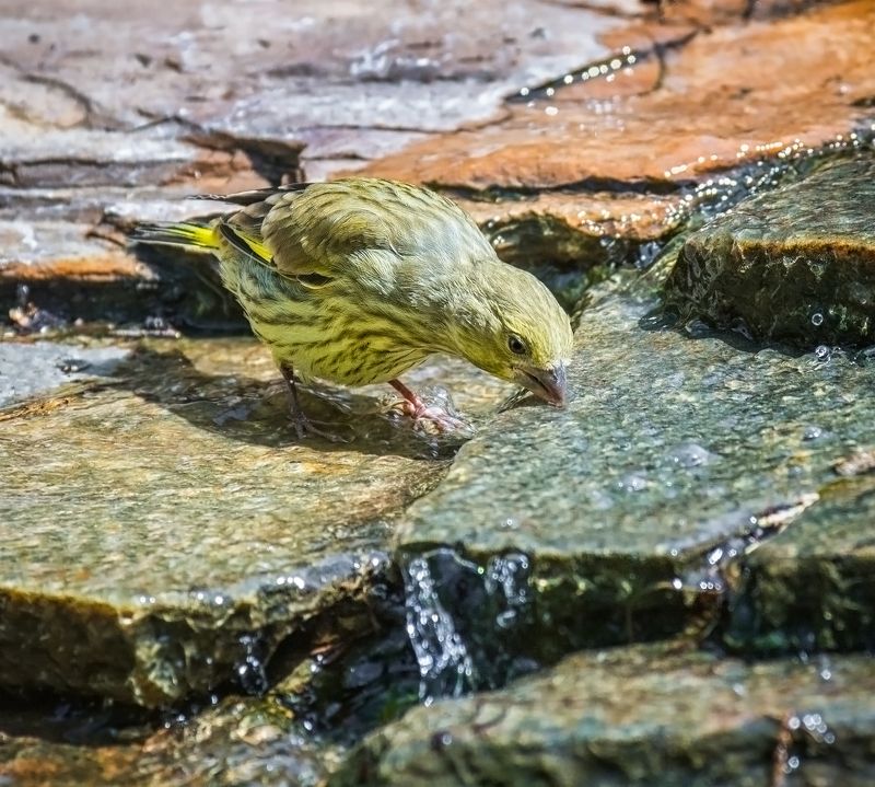 птица, зеленушка, водопой, водные процедуры..photo preview