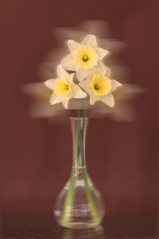 color, colors, concept, conceptual, daffodil, daffodils, narcissus, nature, photograph, photography, spring, springtime, still life, white, yellow, Springtimephoto preview