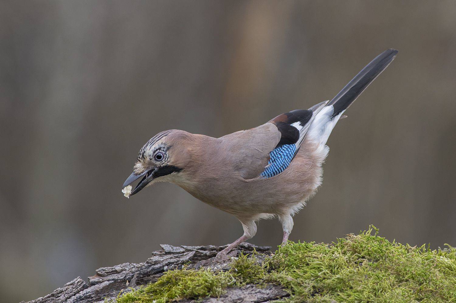 , Евгени Стефанов