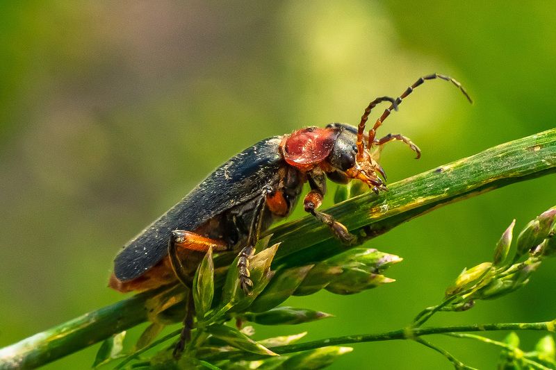 жук пожарник, макро, Жук пожарник фото превью
