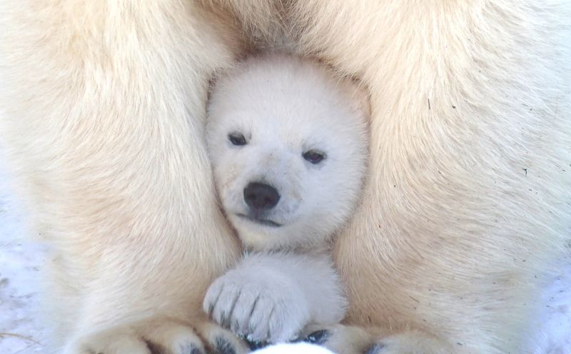 мишкаphoto preview