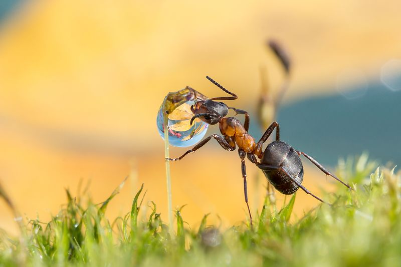 муравьиные истории, муравей, капелька, осень Осенняя капелькаphoto preview