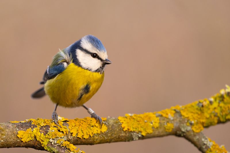 Titmousephoto preview