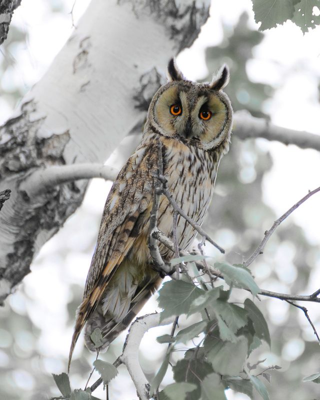 Соваphoto preview