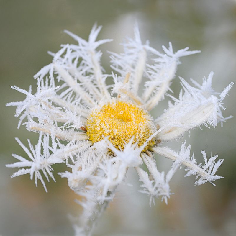 Ромашкаphoto preview