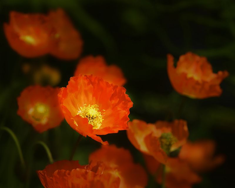 Макиphoto preview