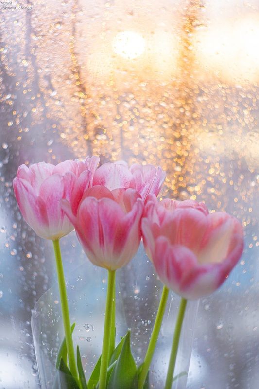 Про тюльпаныphoto preview